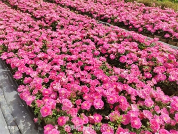 豐花月季的種植方法和養護管理
