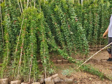 薔薇花怎樣種植？