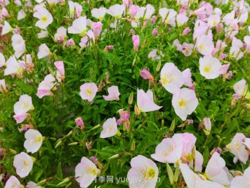 月見(jiàn)草種植方法和時(shí)間