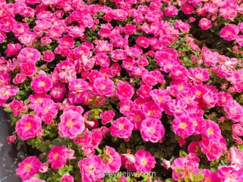 美植袋月季大苗批發(fā)，精品仙境抗病強花期長(cháng)