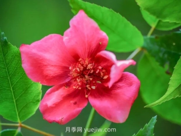 亮葉月季與常見(jiàn)月季有何不同？