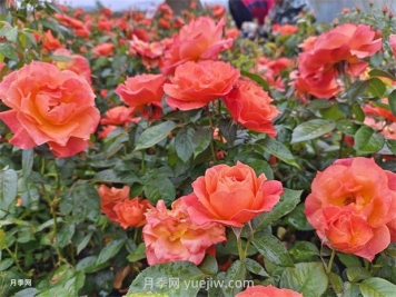 紅從容月季，花型美抗性佳，花色漸變美化花壇