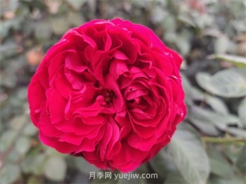 送月季花(切花玫瑰)幾朵各代表什么意思？