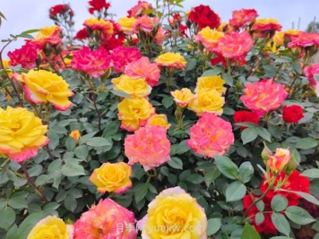 藤彩虹月季幾月開(kāi)花？