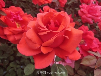 如何通過(guò)修剪大花月季，保證它的生長(cháng)健康？