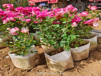 月季種植需要提前準備什么？