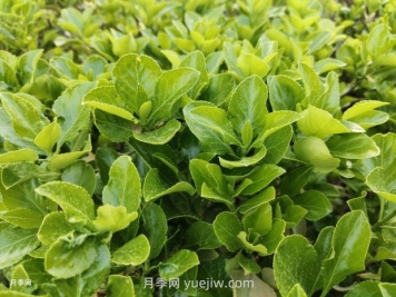 大葉黃楊球多少錢(qián)一棵？