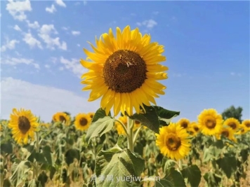 向日葵的種植時(shí)間和方法