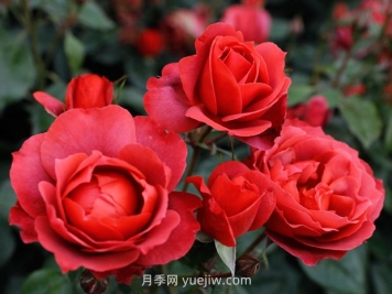月季和薔薇有什么區別？