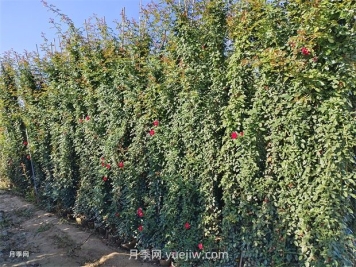 薔薇和藤本月季哪個(gè)比較好養？