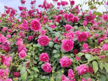 爬藤月季什么季節開(kāi)花？