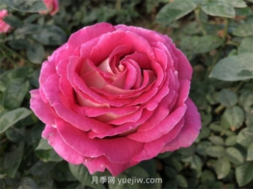 月季花和玫瑰花有什么區別？