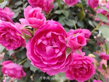 月季幾月份開(kāi)花？