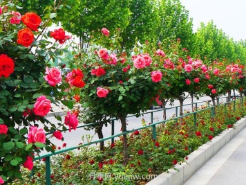 月季之鄉是哪個(gè)城市？南陽(yáng)月季之鄉