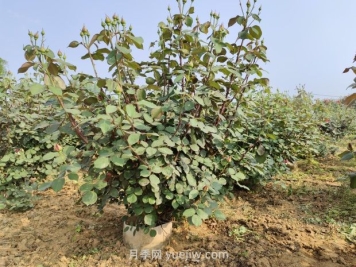 大花月季種植密度，每平幾棵？