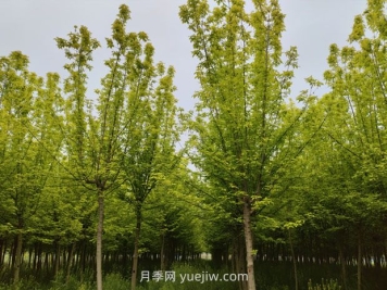 南陽(yáng)鎮平苗木花卉產(chǎn)業(yè)綻放美麗經(jīng)濟