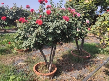夏季暴雨苗圃里的綠化苗木該怎樣預防洪澇災害？