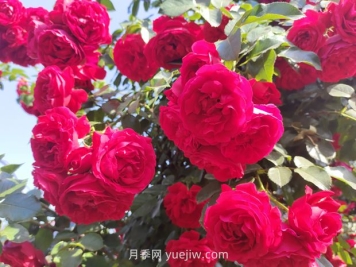 弗洛倫蒂娜月季，爆花健壯抗病耐寒正紅色爬藤王者