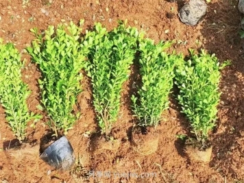 豆瓣黃楊在景觀(guān)中的應用及特性