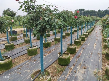 綠籬和苗圃除草那么難，怎么做才能事半功半？
