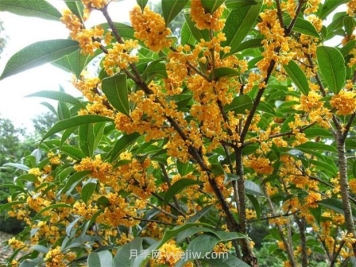 南方常見(jiàn)園林植物合集