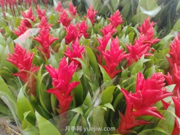 草花在應用中預防早衰的幾點(diǎn)建議