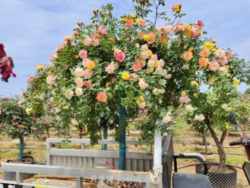 應對高溫種月季，夏天苗木種植如何提高成活率？