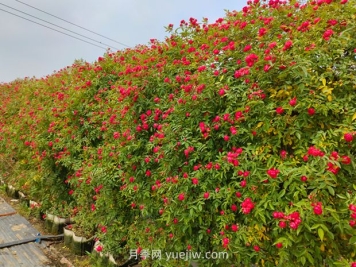 如何栽培讓薔薇花開(kāi)更盛？
