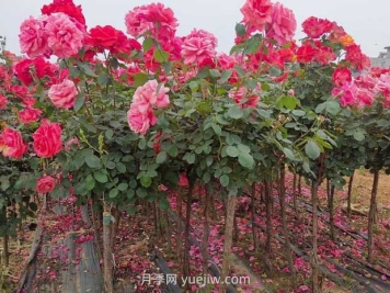 3公分獨桿月季價(jià)格多少錢(qián)？南陽(yáng)基地批發(fā)供應報價(jià)