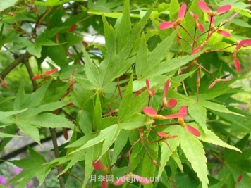 雞爪槭和紅楓的區別，四大不同之處