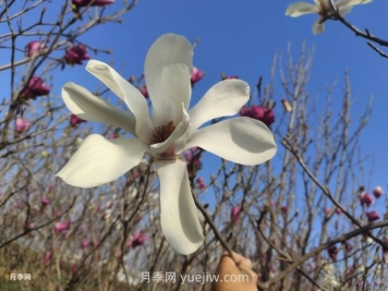 玉蘭花有什么顏色？帶你一起了解南陽(yáng)玉蘭花