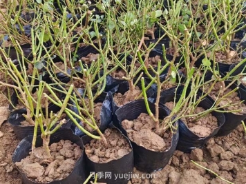 如何種植薔薇小苗？