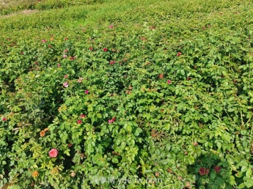 薔薇種子什么時(shí)候播種好？