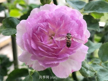 日本河本月季，品種匯集