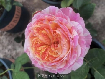 抗病豐花耐熱，兩廣能種的油畫(huà)色調克勞德莫奈月季