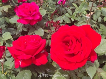 夏季什么草花比較好？推薦36種比較好種的花草植物