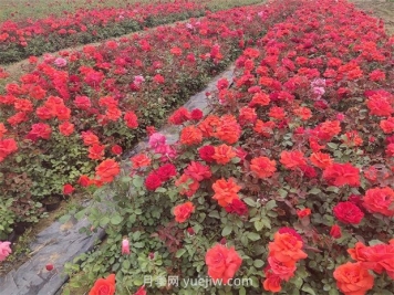夏季高溫干旱對園林植物的影響和應對措施