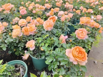 夏季樹(shù)木頻頻出現干葉枯枝咋辦？