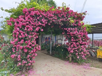 如何以造型月季為主題打造迷人花園？