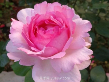 伊芙貴族香水月季的優(yōu)缺點(diǎn)是什么？