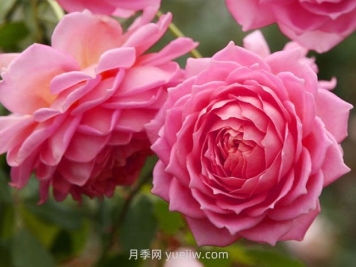 銀禧慶典月季的優(yōu)缺點(diǎn)是什么？
