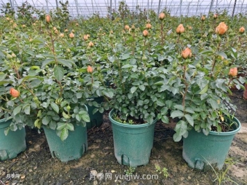 夏季月季管理做好這5點(diǎn)，長(cháng)勢旺盛，秋花更美