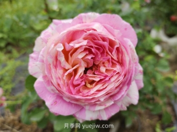 克勞德莫奈月季的優(yōu)缺點(diǎn)是什么？