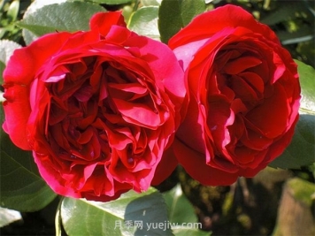 紅色龍沙寶石月季的優(yōu)缺點(diǎn)是什么？