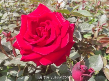 卡羅拉月季的優(yōu)缺點(diǎn)是什么？