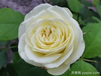 奶油龍沙寶石月季的優(yōu)缺點(diǎn)是什么？