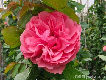 粉色達芬奇月季的優(yōu)缺點(diǎn)是什么？