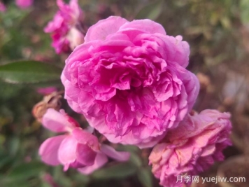 瑪姬嬸嬸月季的優(yōu)缺點(diǎn)是什么？