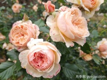 真宙月季的優(yōu)缺點(diǎn)是什么？