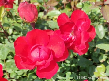 北京紅月季的優(yōu)缺點(diǎn)是什么？